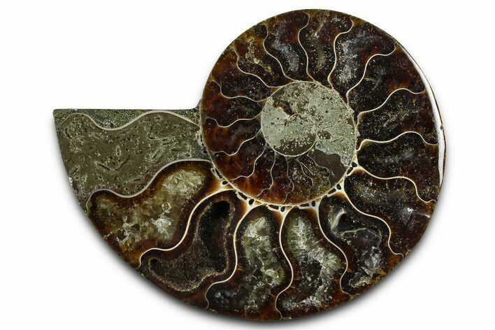 Cut & Polished Ammonite Fossil (Half) - Madagascar #377617
